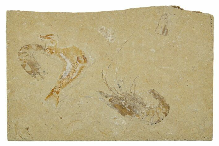 Cretaceous Fossil Shrimp With Fish - Lebanon #308522